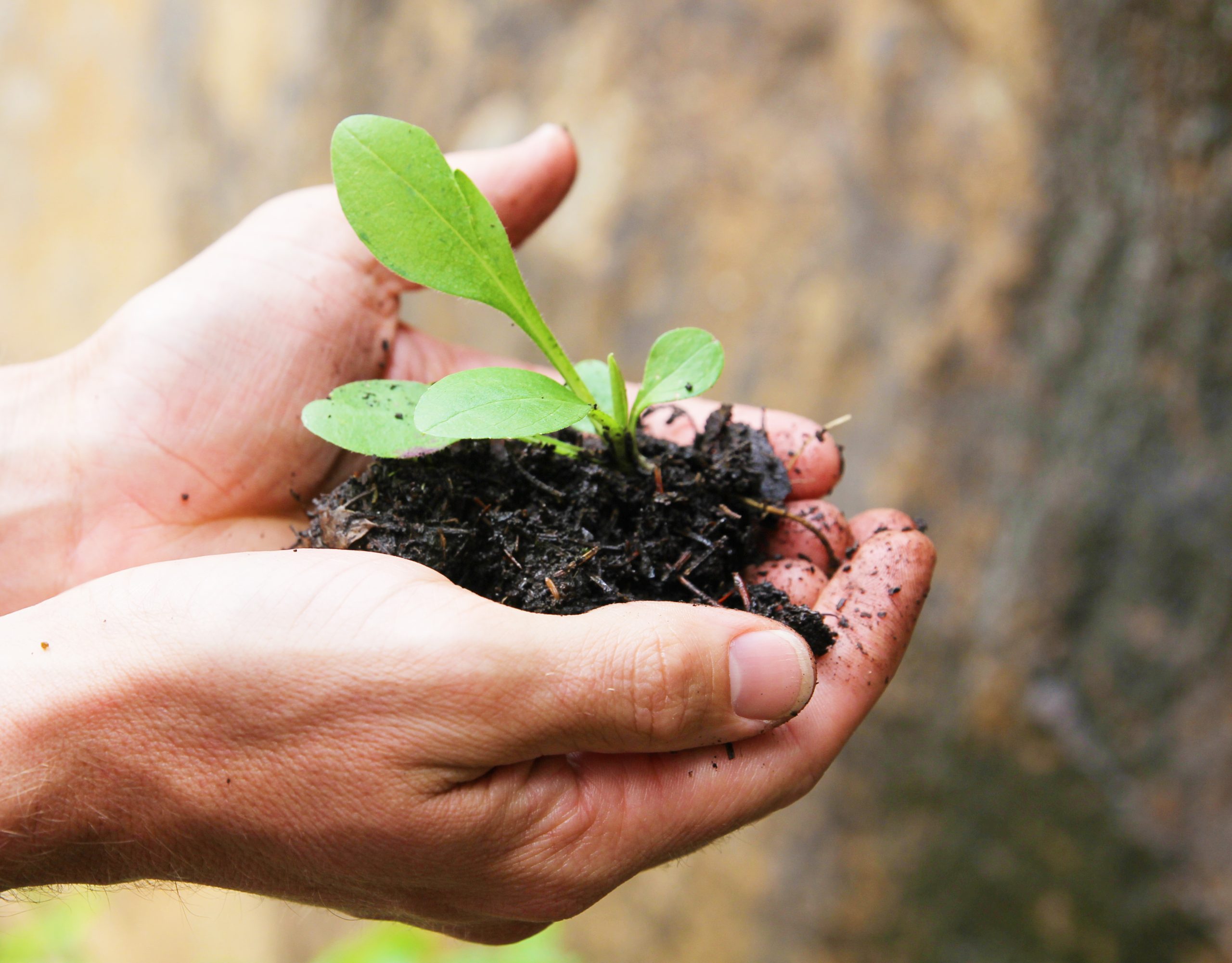 Hands holding a plant